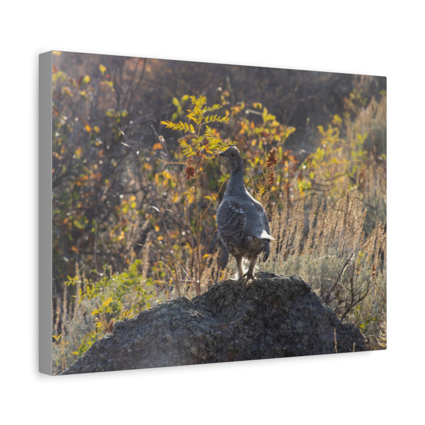 Wyoming Sage Grouse Canvas
