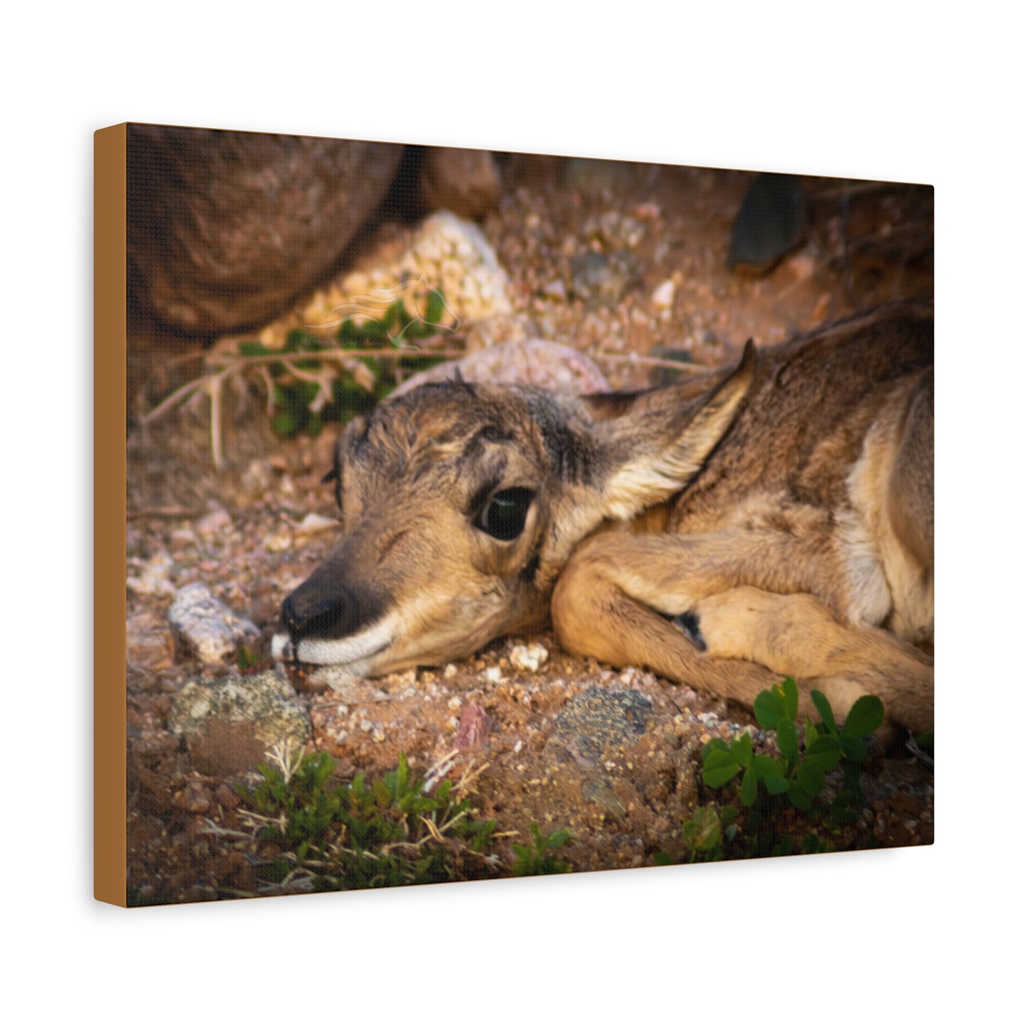 Baby Antelope Canvas
