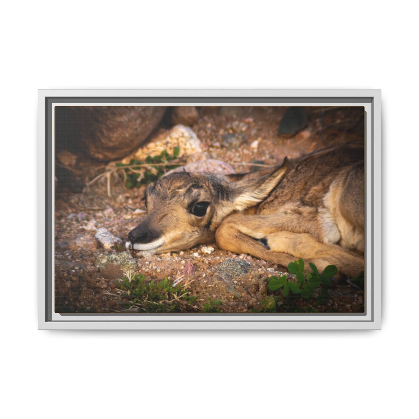 Baby Antelope Framed Canvas