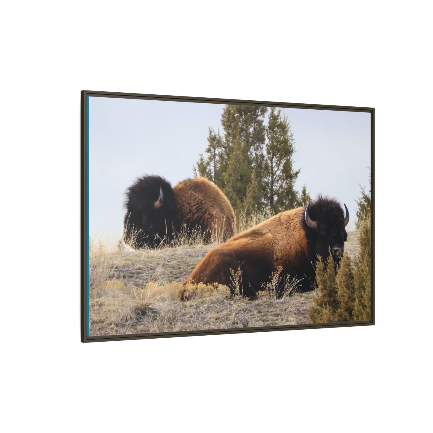 Two Bull Buffalo Framed Canvas