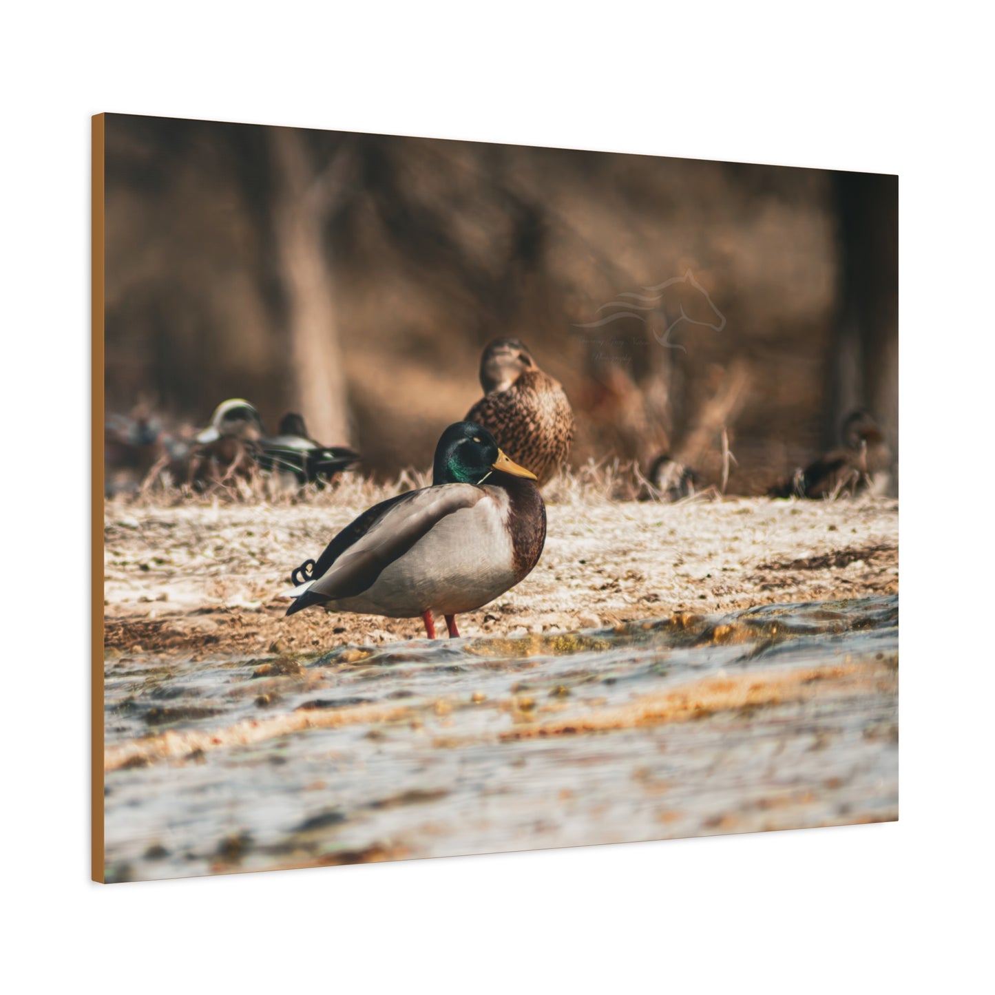 Nature-Inspired Duck Canvas