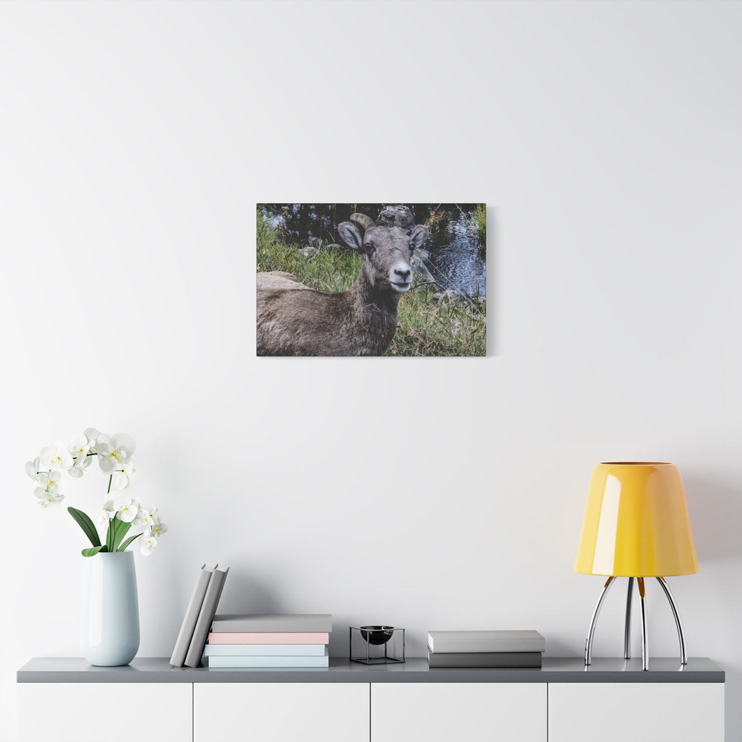 Big Horn Sheep Canvas