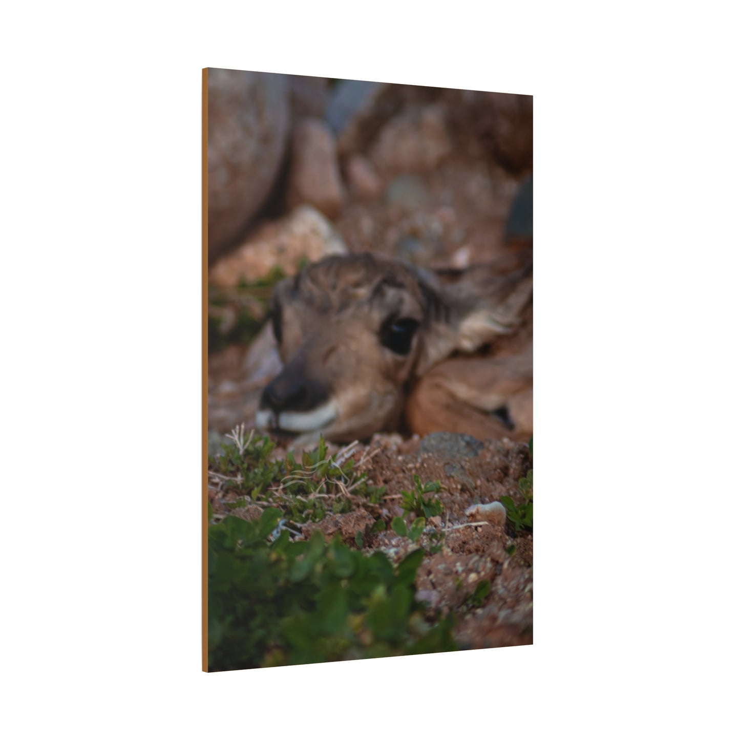 Gentle Antelope Fawn Canvas