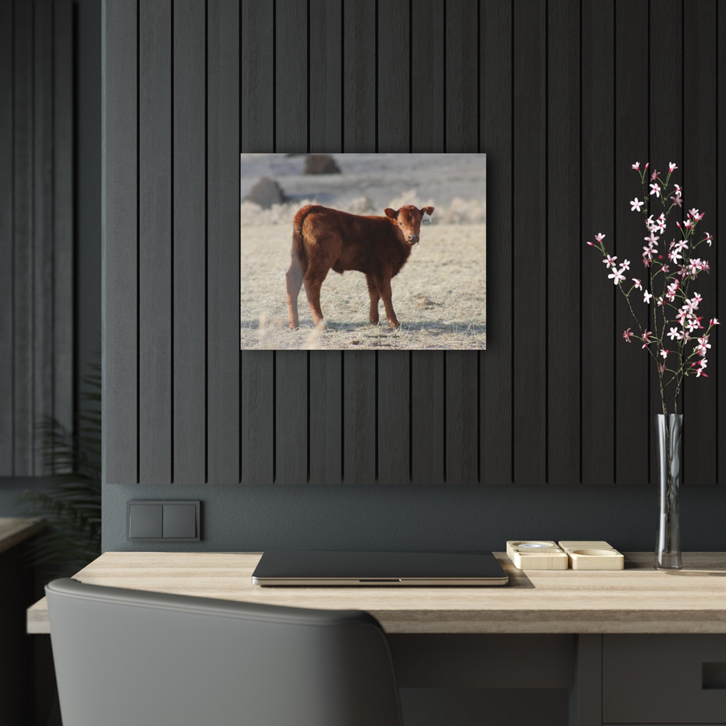 Baby Calf 198 Acrylic Prints