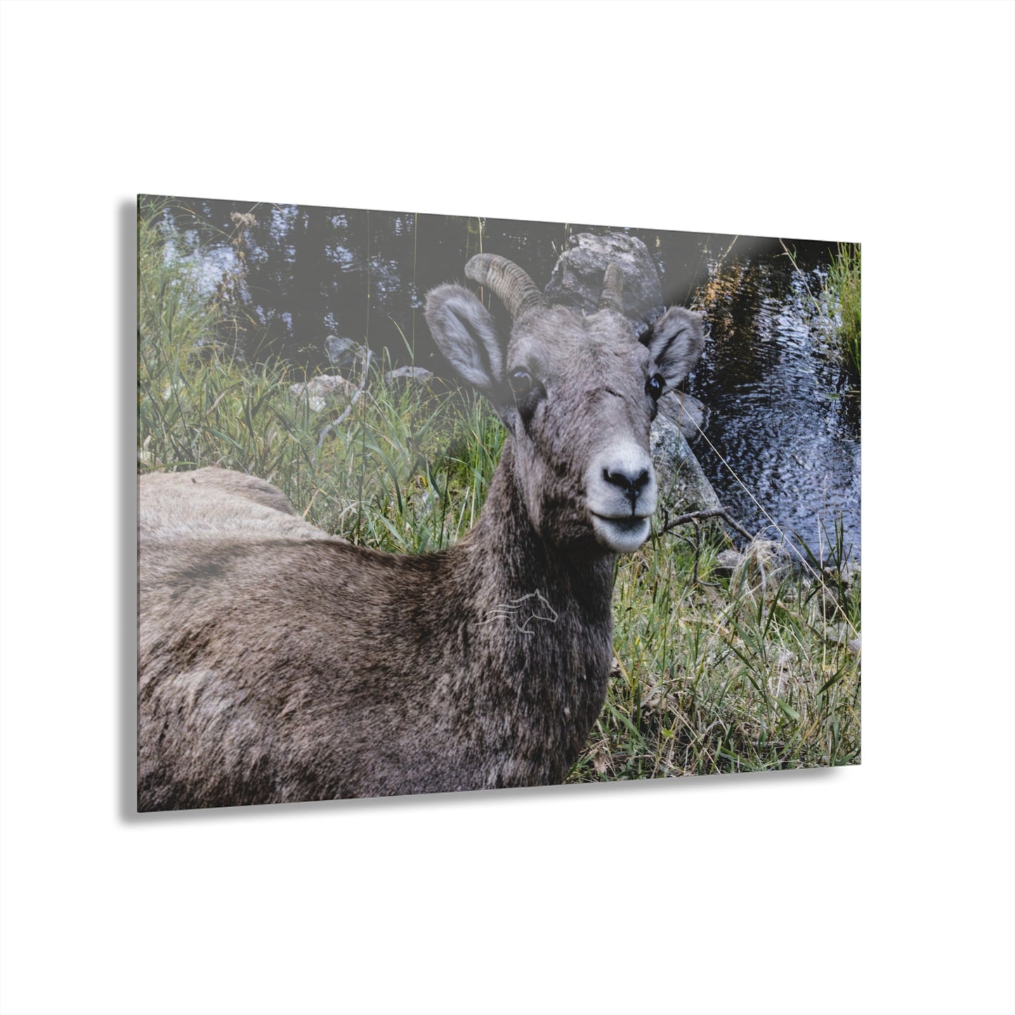 Big Horn Sheep Acrylic