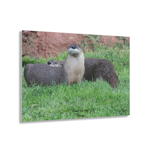 Otters Acrylic Prints