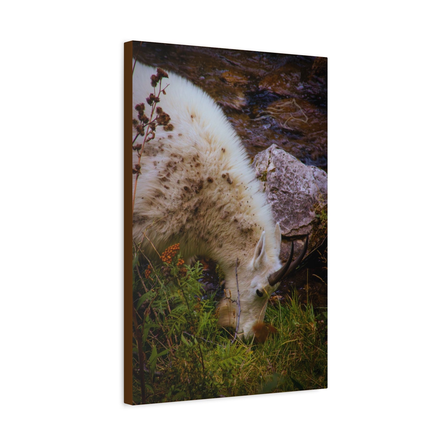 Mountain Goat Canvas