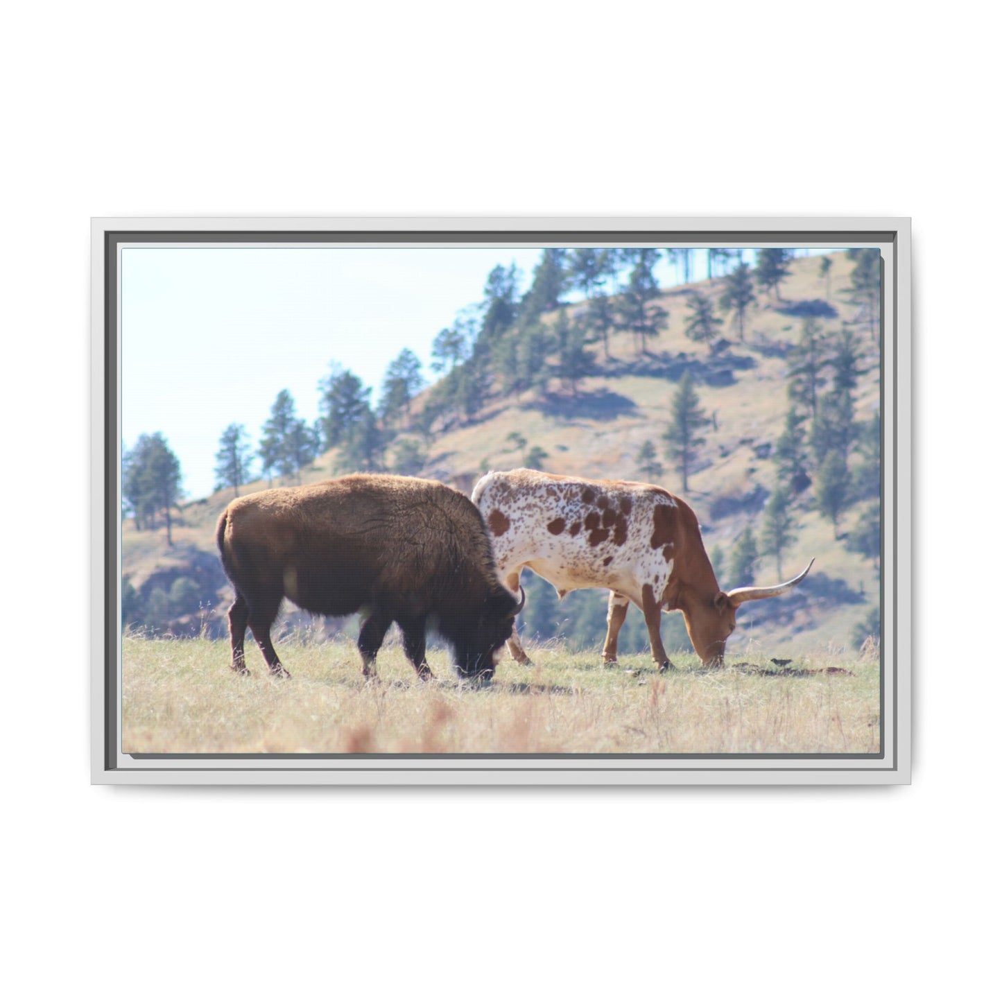 Long Horn and Buffalo Framed Canvas