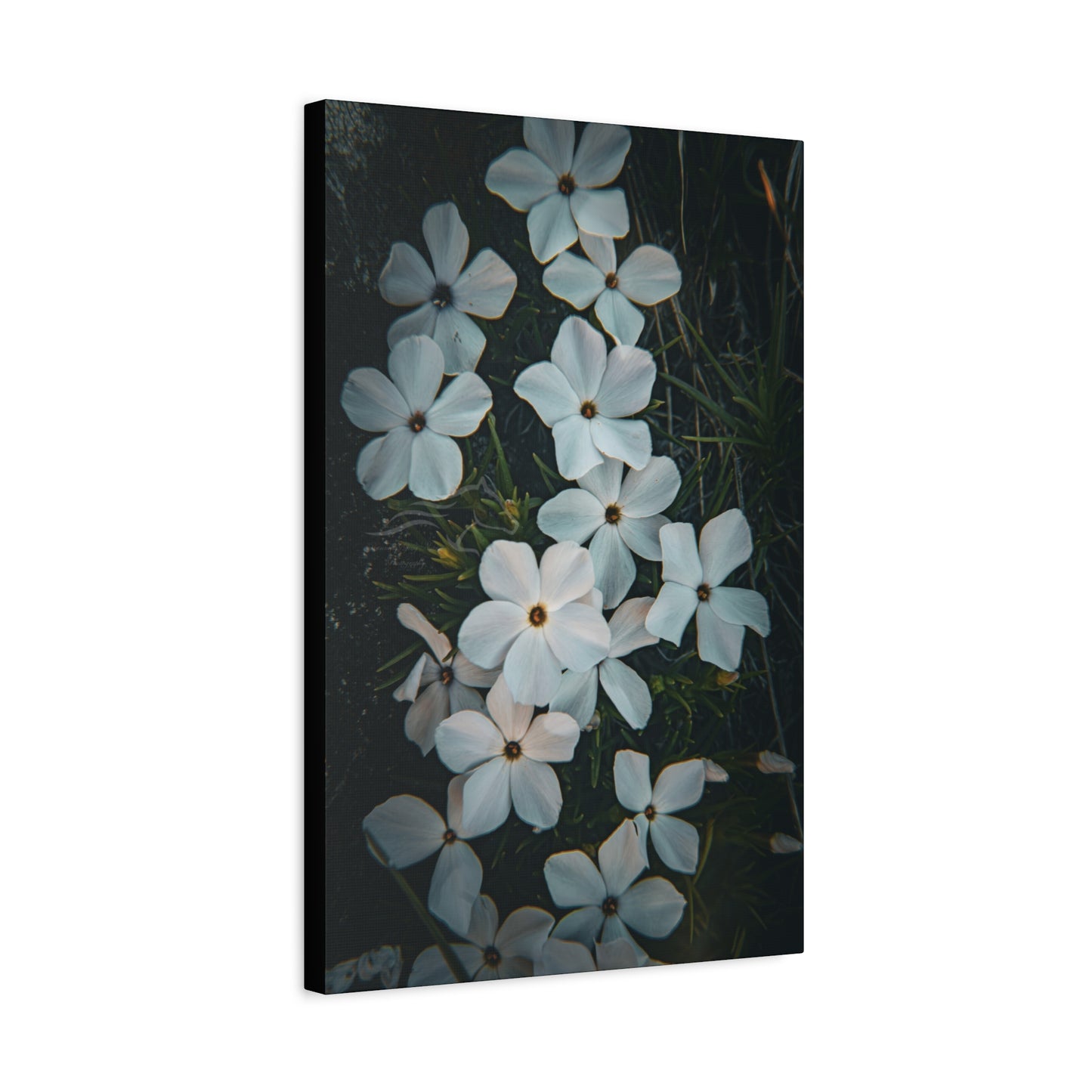 Rock Jasmine Canvas