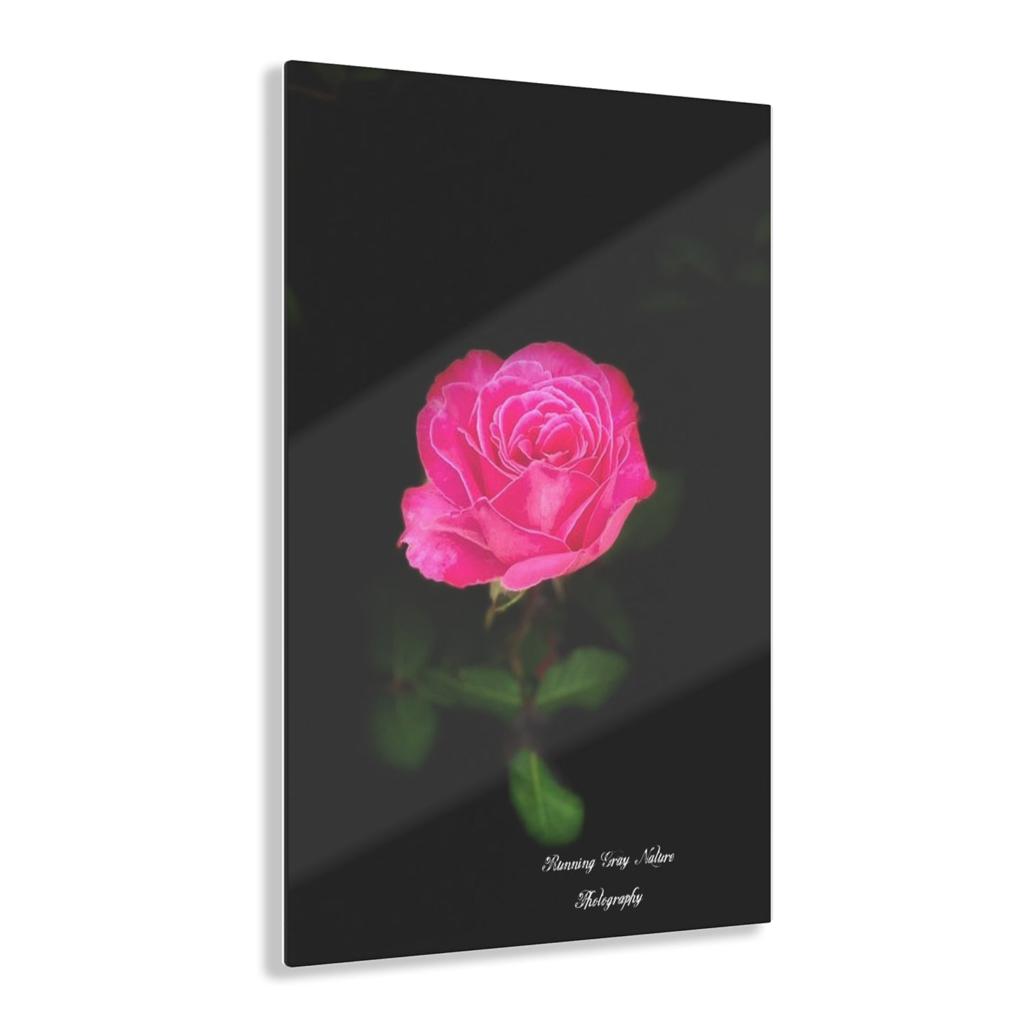 A Pink Peace Rose Acrylic Prints