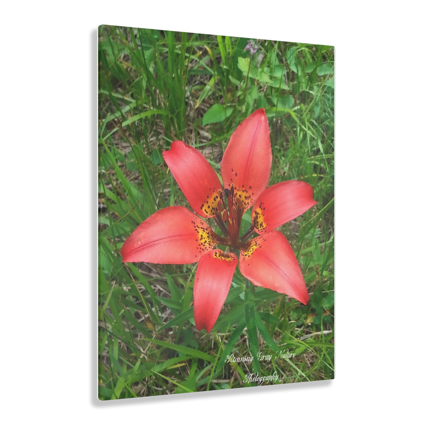 Red Tiger Lily Acrylic Prints