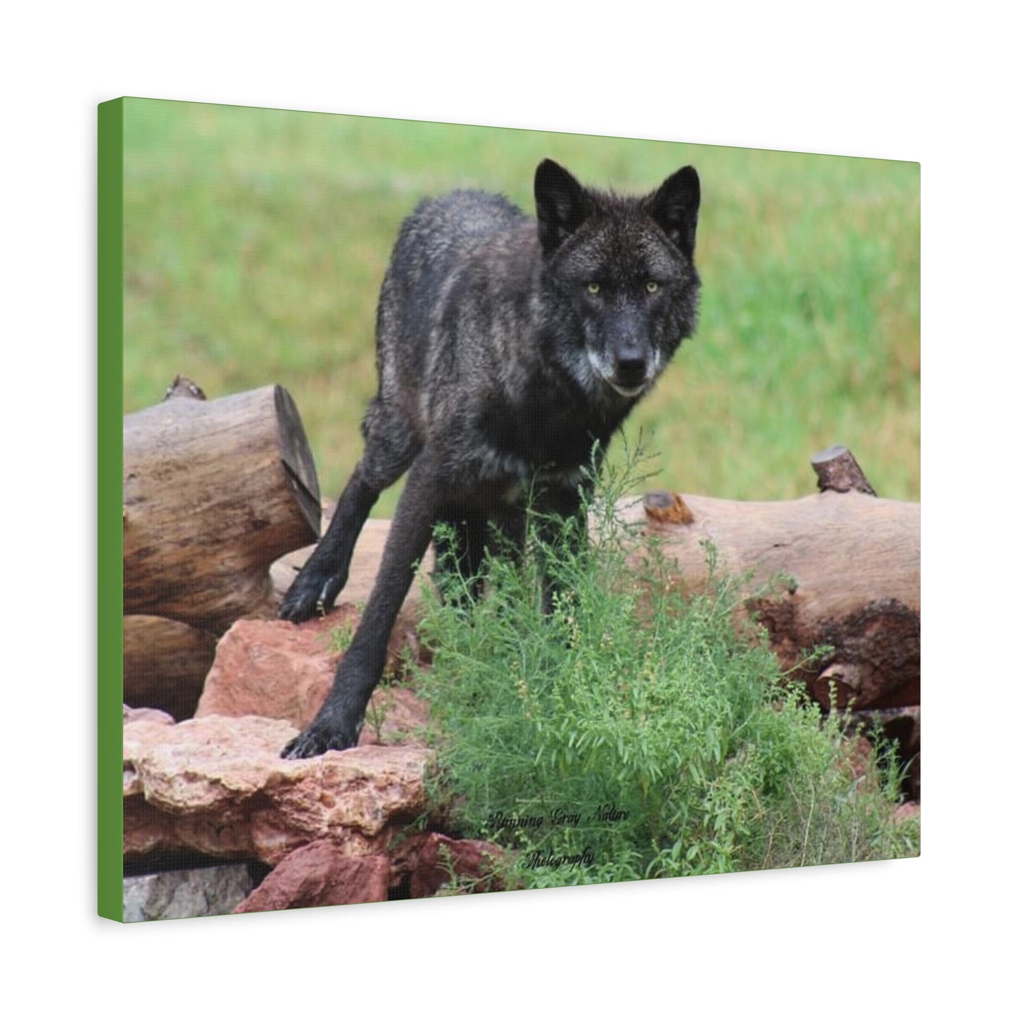 Black Wolf Matte Canvas, Stretched, 1.25"