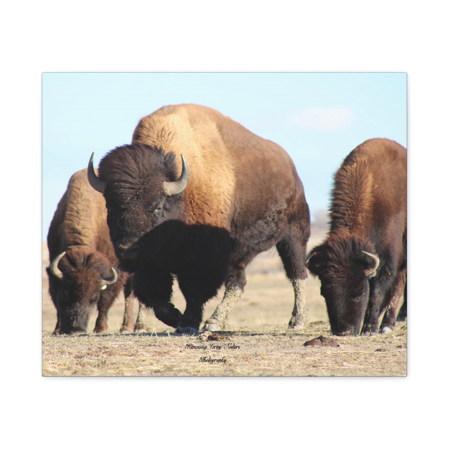 Buffalo Herd Matte Canvas, Stretched, 1.25"