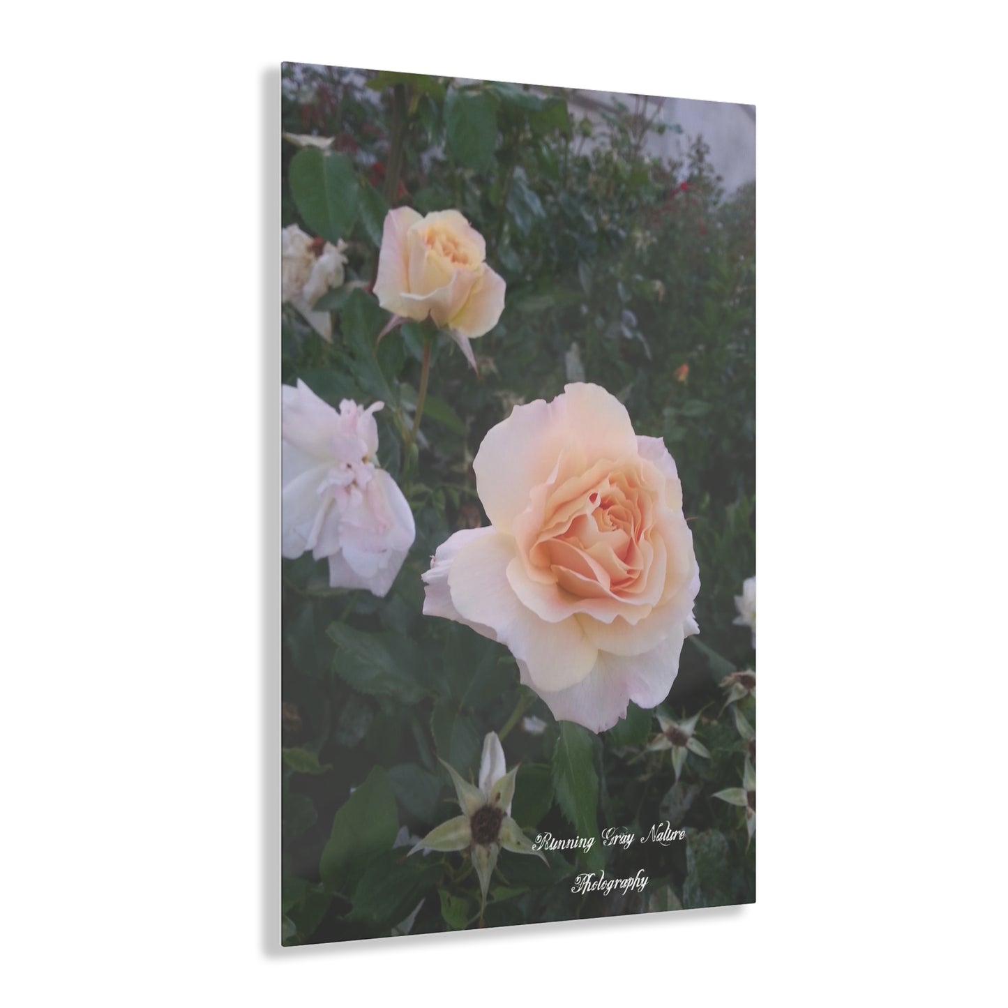 White Roses Acrylic Prints