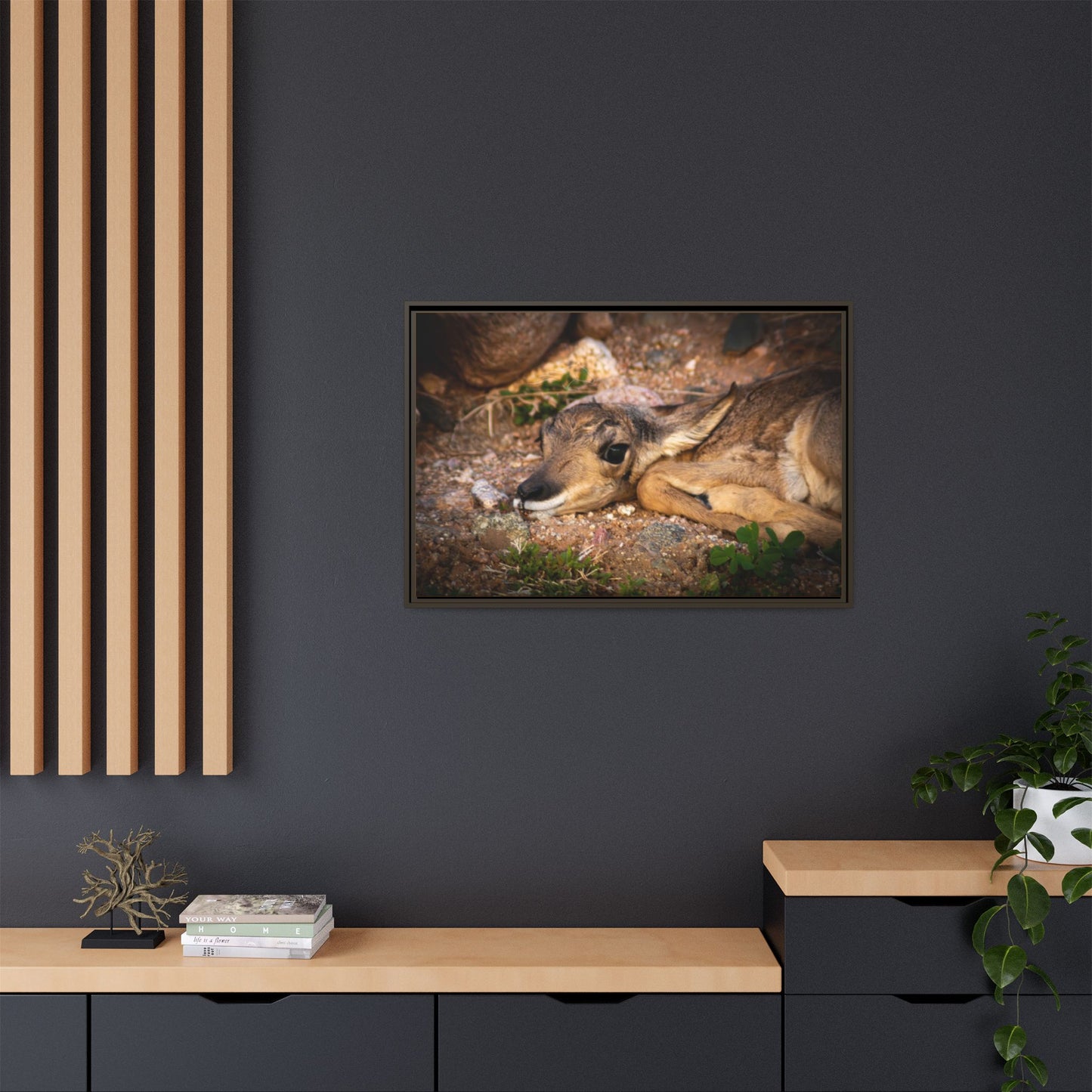 Baby Antelope Framed Canvas