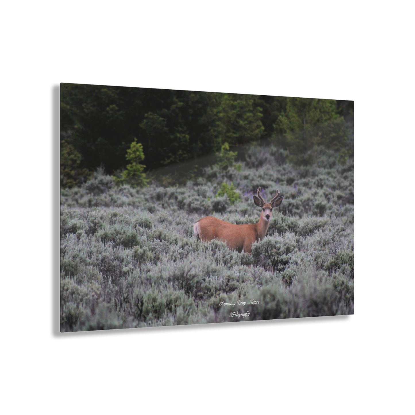 Wyoming Deer Acrylic Prints