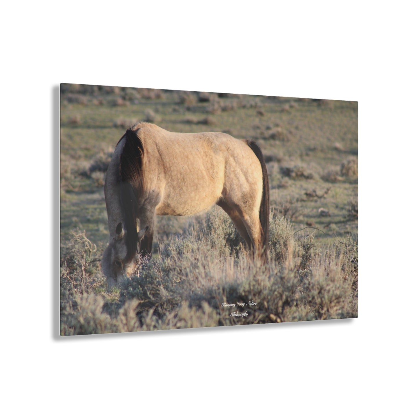 Buckskin Acrylic Prints