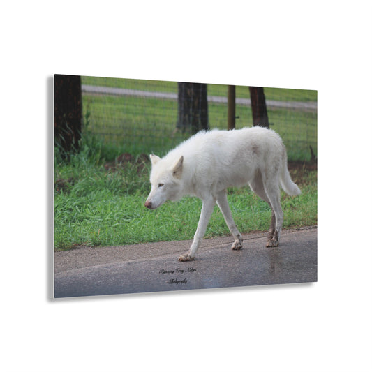 White Wolf Acrylic Prints