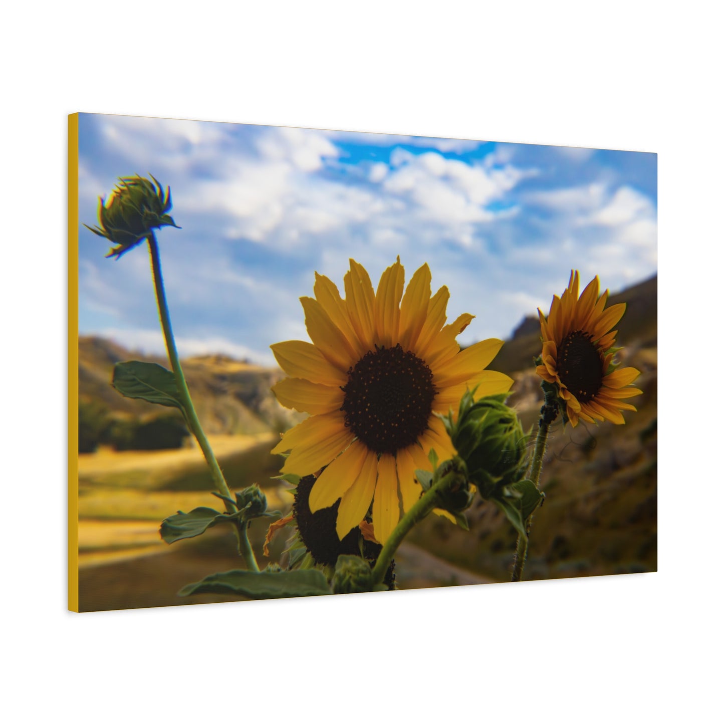Sunflower Canvas