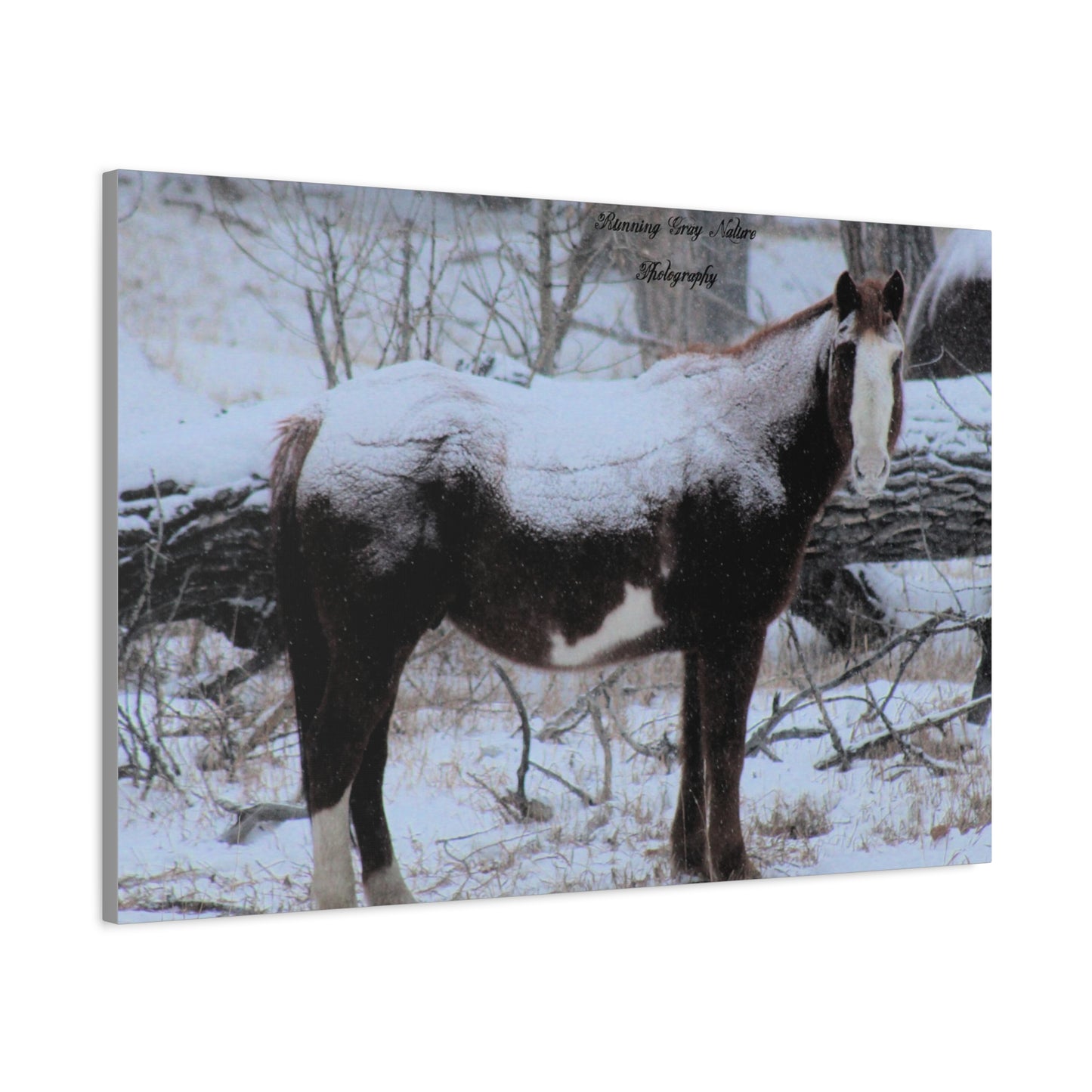 Snow Blanket Horse Matte Canvas, Stretched, 1.25"