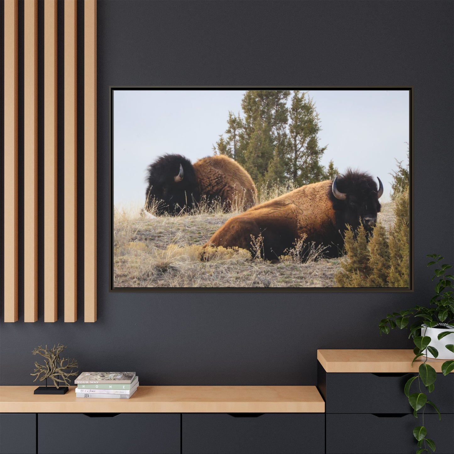 Two Bull Buffalo Framed Canvas