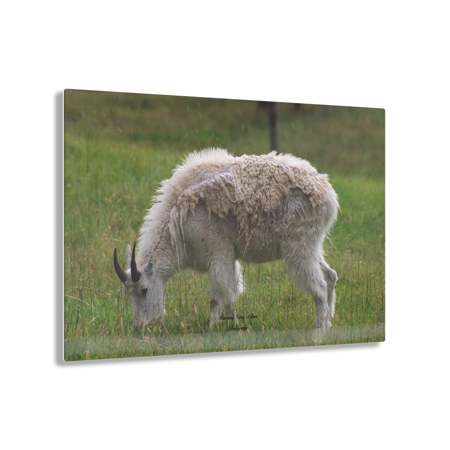 Mountain Goat Acrylic Prints