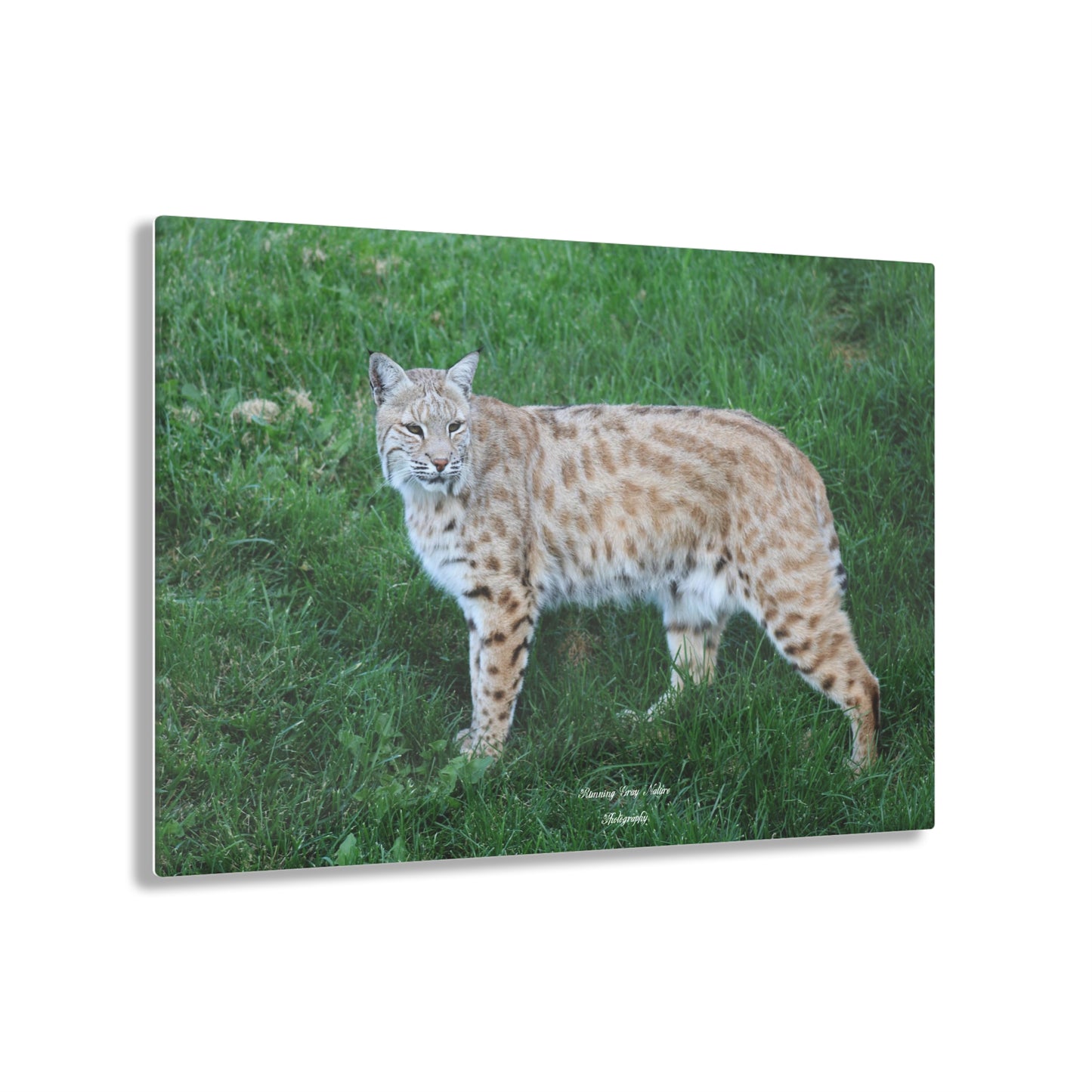 Bobcat Acrylic Prints