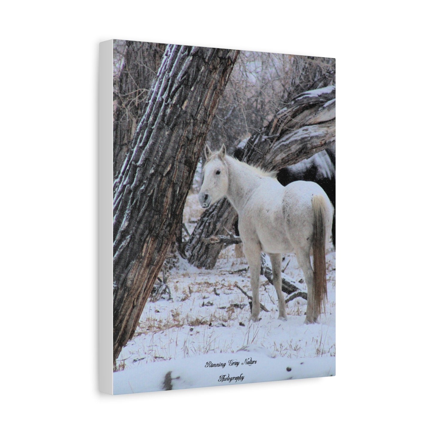 Winter White Horse Matte Canvas, Stretched, 1.25"