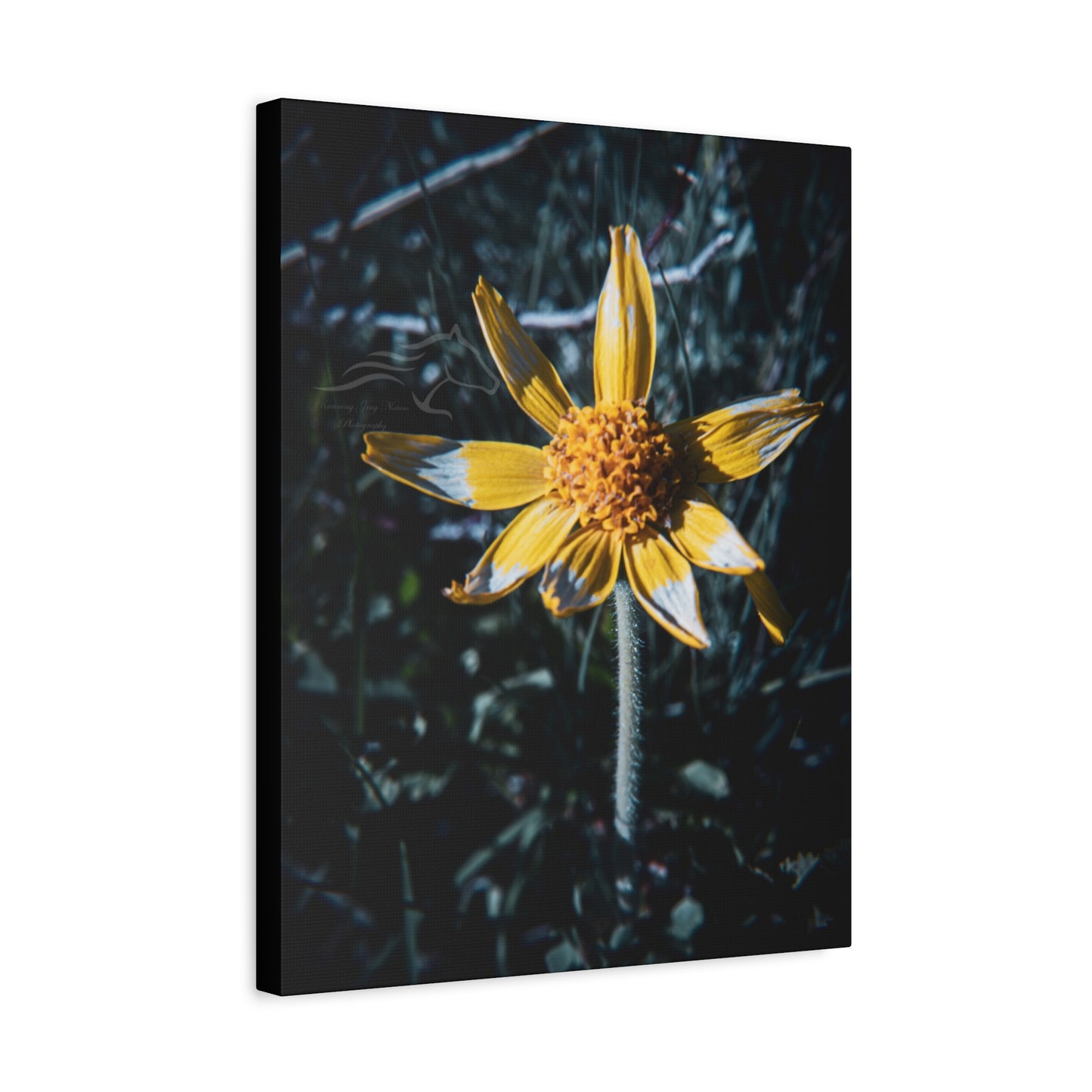 Parish's Goldeneye Canvas