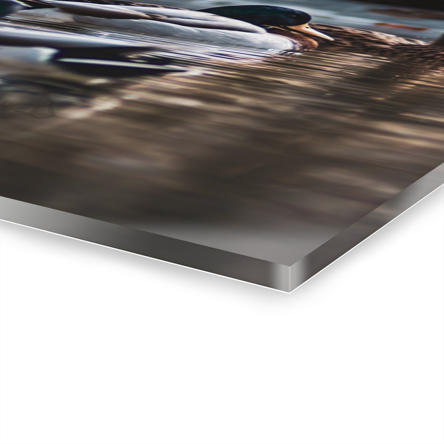 Mallard Ducks Acrylic