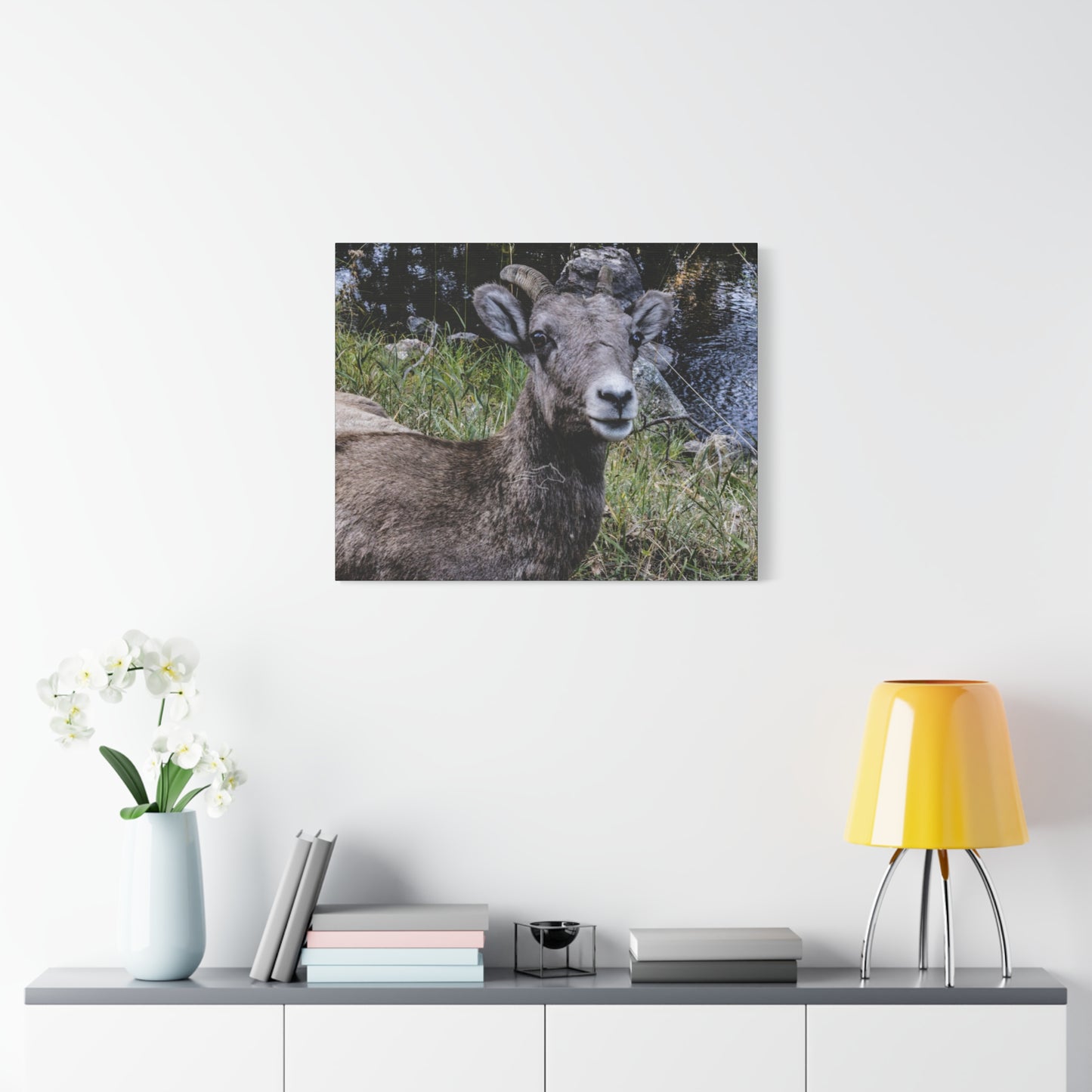 Big Horn Sheep Canvas