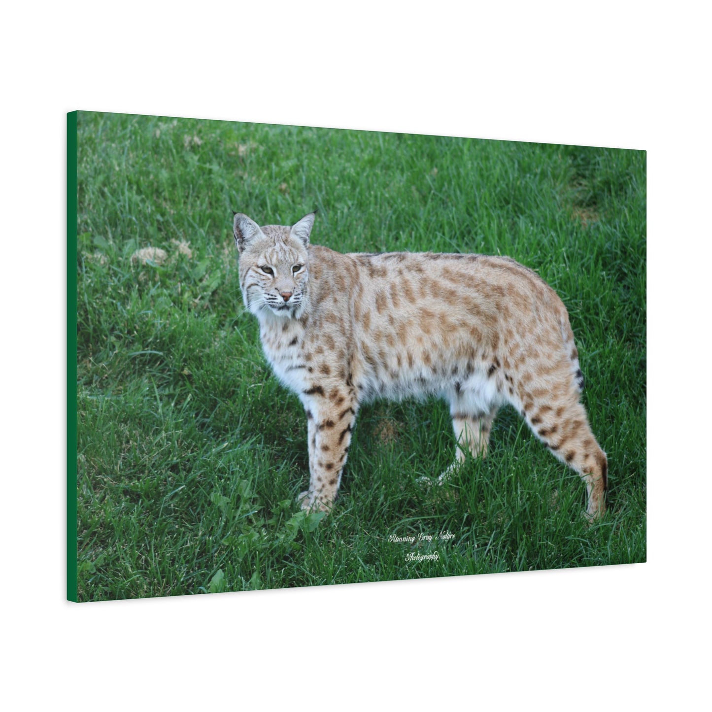 Bobcat Matte Canvas, Stretched, 1.25"