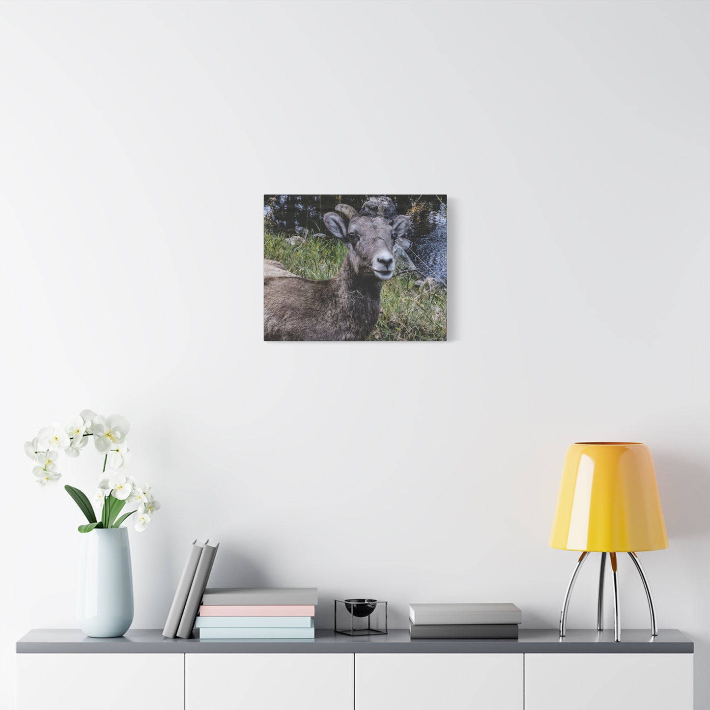 Big Horn Sheep Canvas