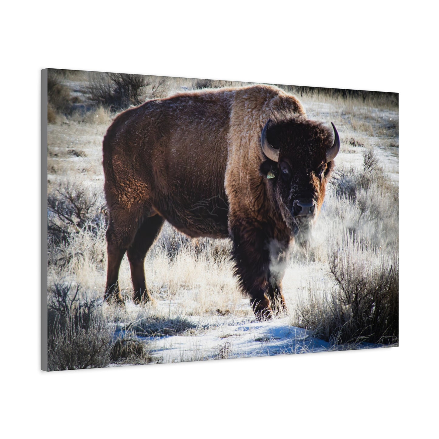 Early Morning Buffalo Canvas