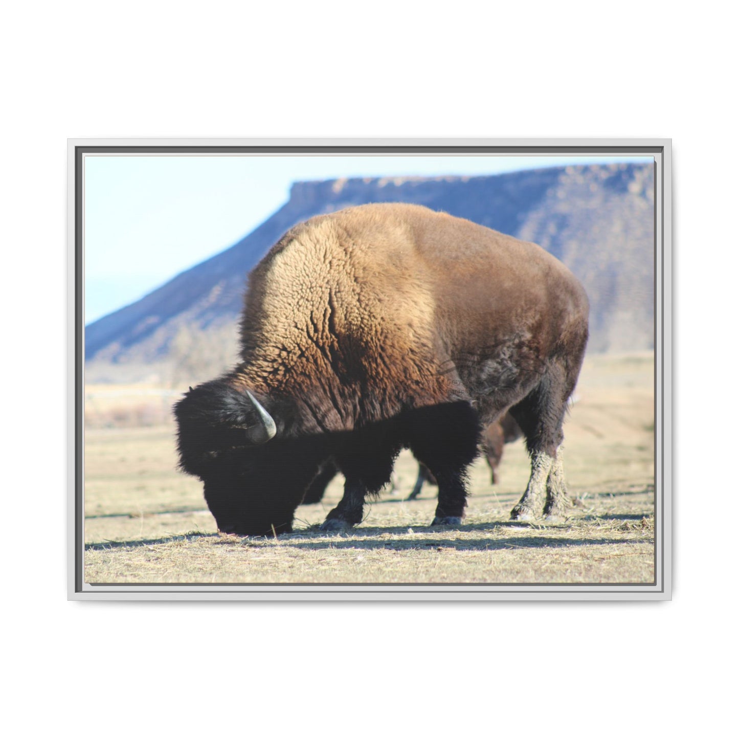 Big Daddy Buffalo Framed Canvas