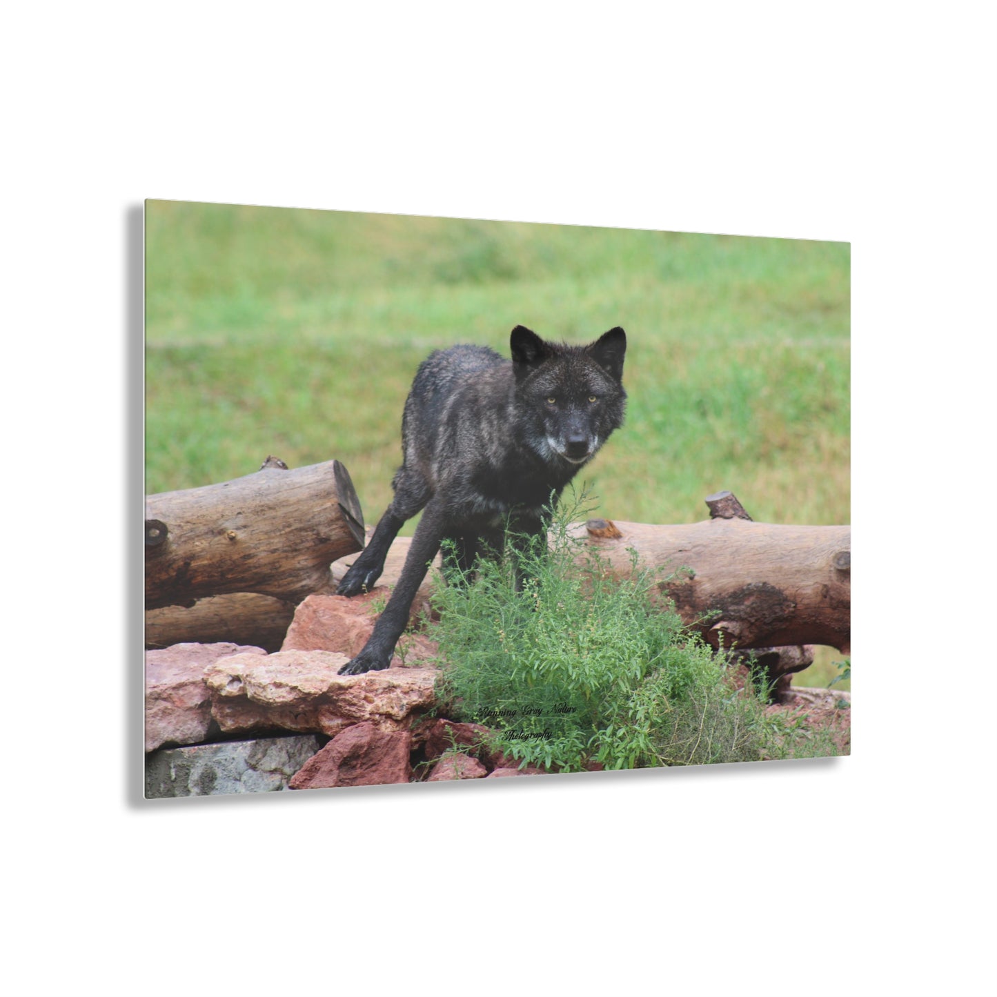 Black Wolf Acrylic Prints