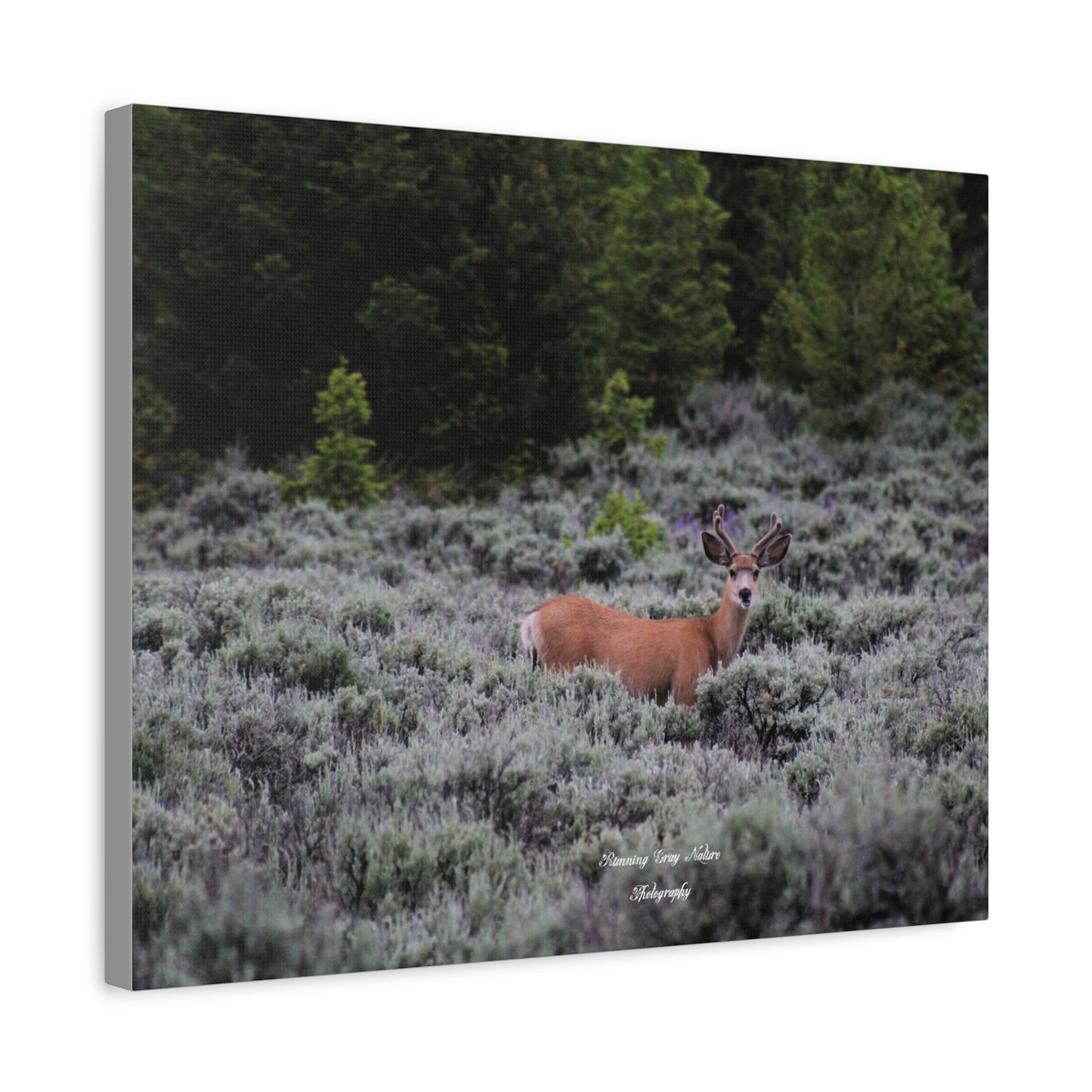 Wyoming Deer Matte Canvas, Stretched, 1.25"