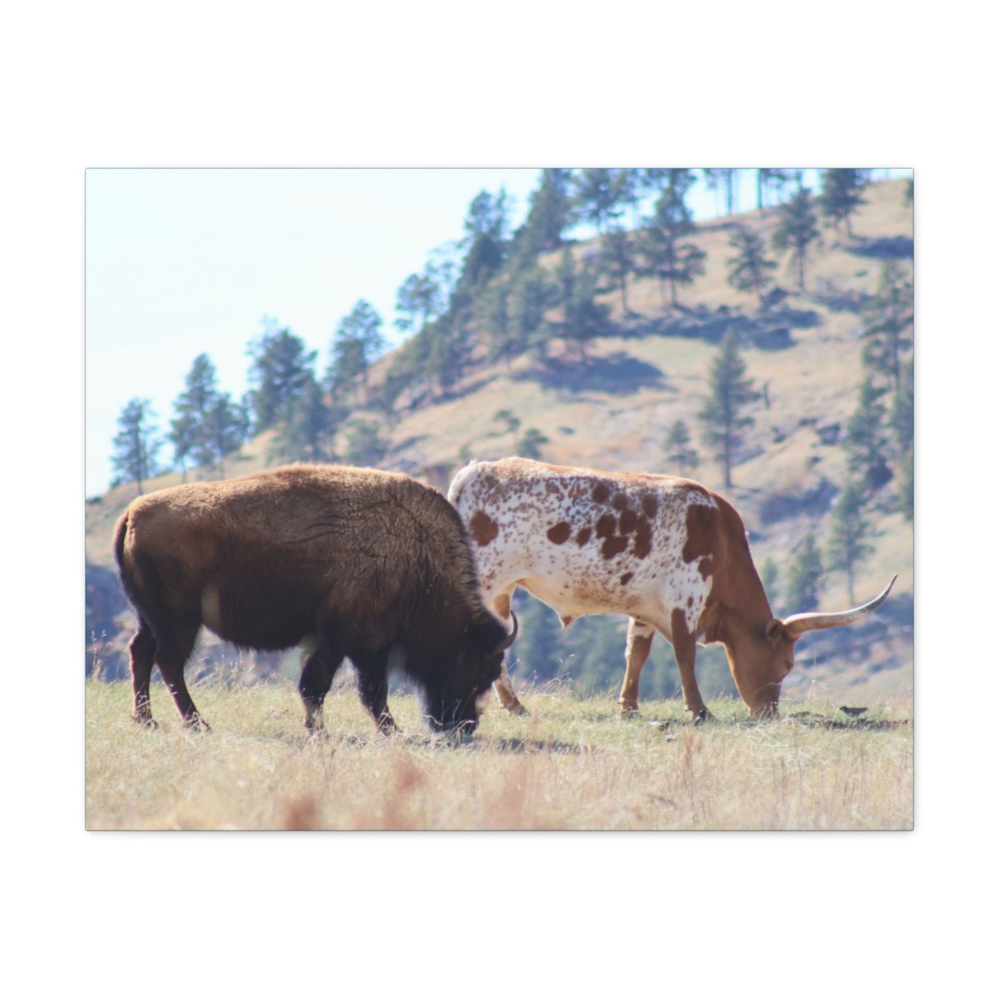 Long Horn and Buffalo Canvas