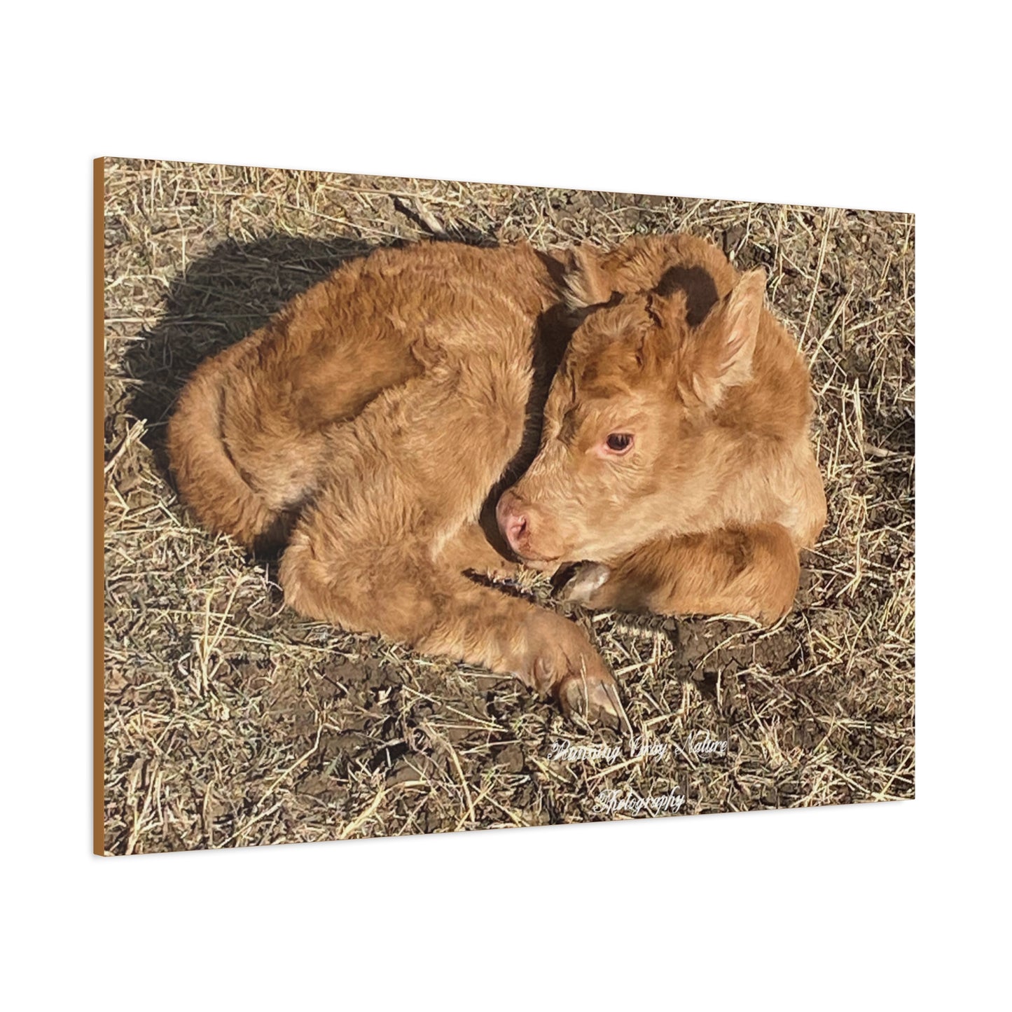 Baby Calf Matte Canvas, Stretched, 1.25"