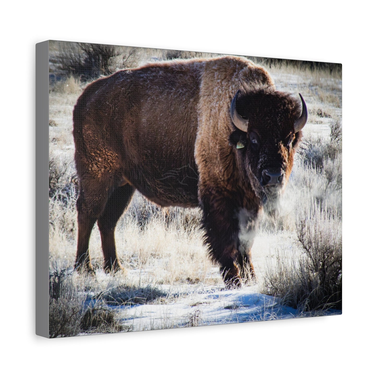 Early Morning Buffalo Canvas
