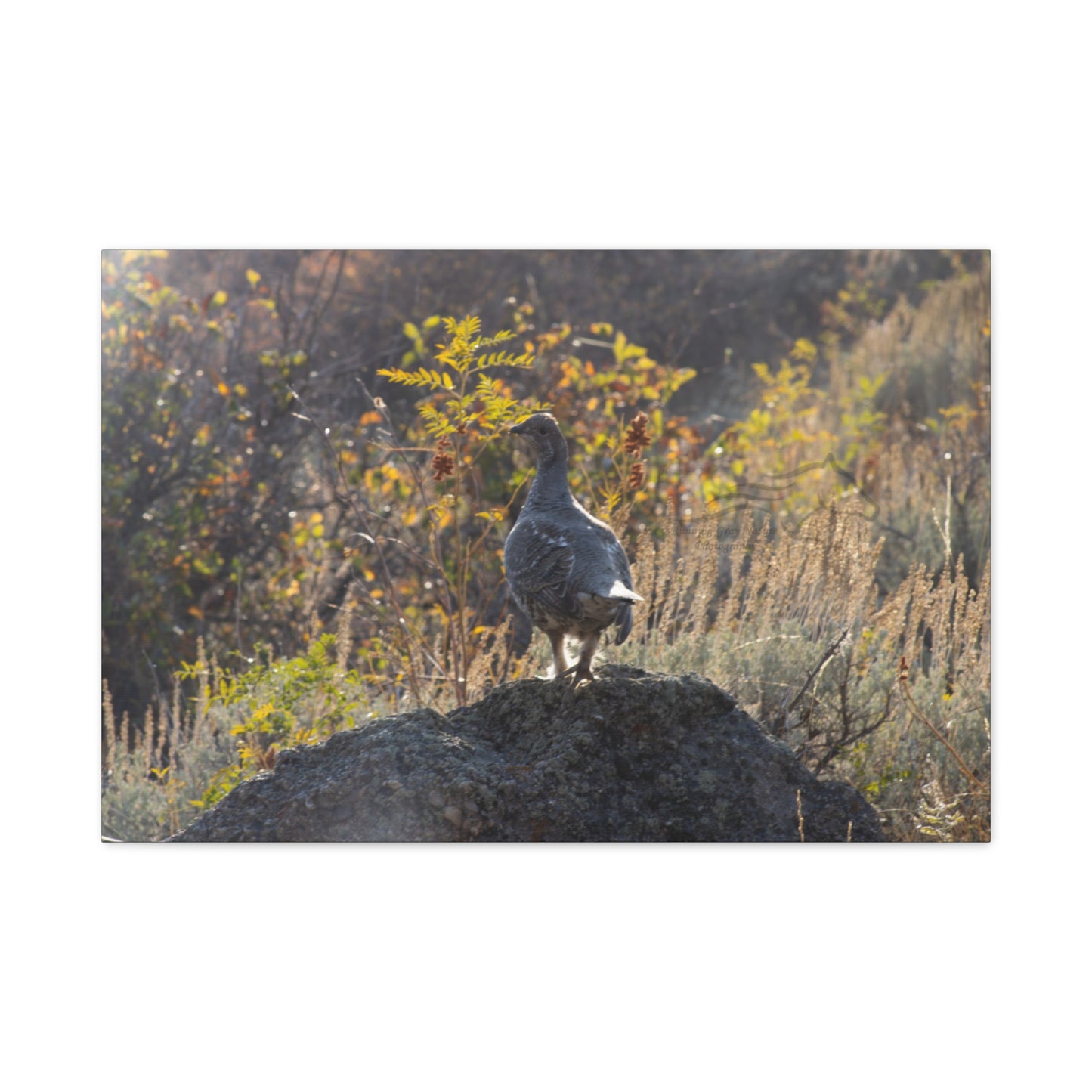 Wyoming Sage Grouse Canvas