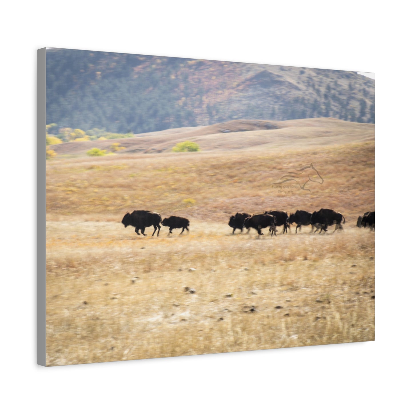 Beginning Buffalo Herd Canvas