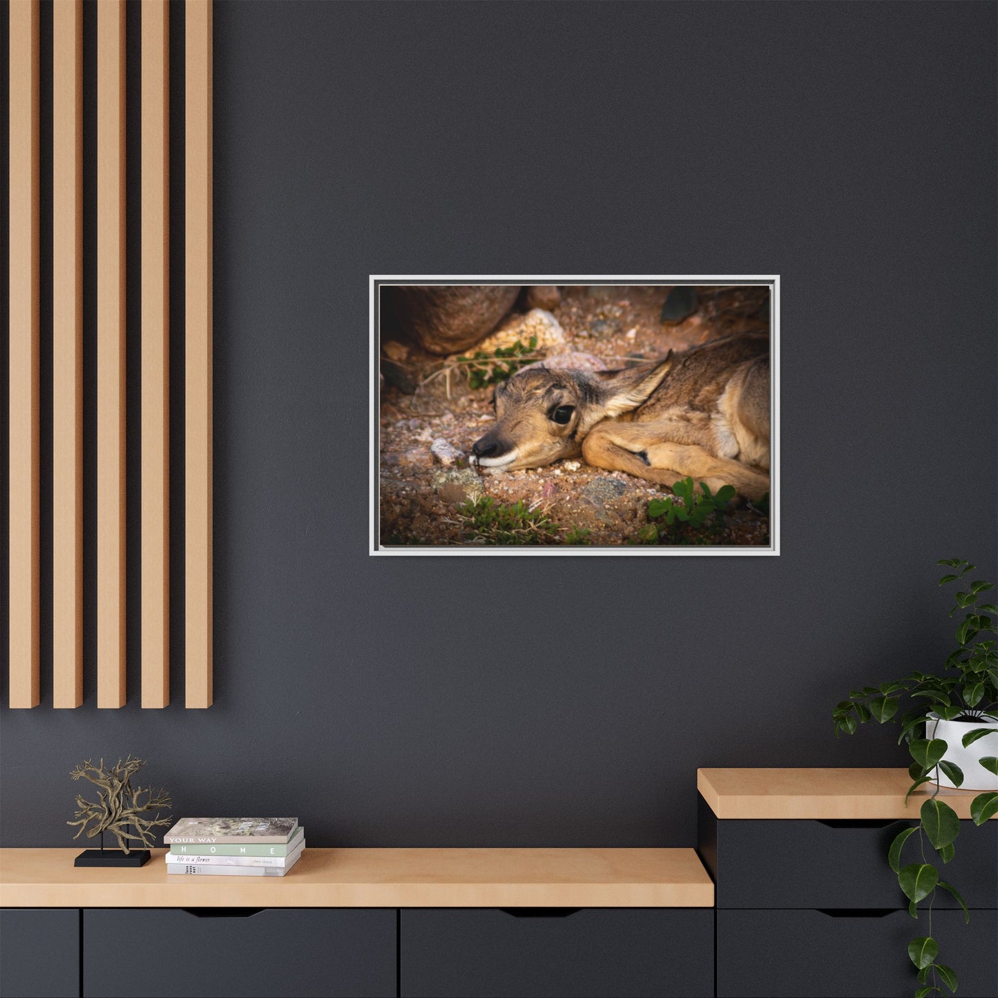 Baby Antelope Framed Canvas