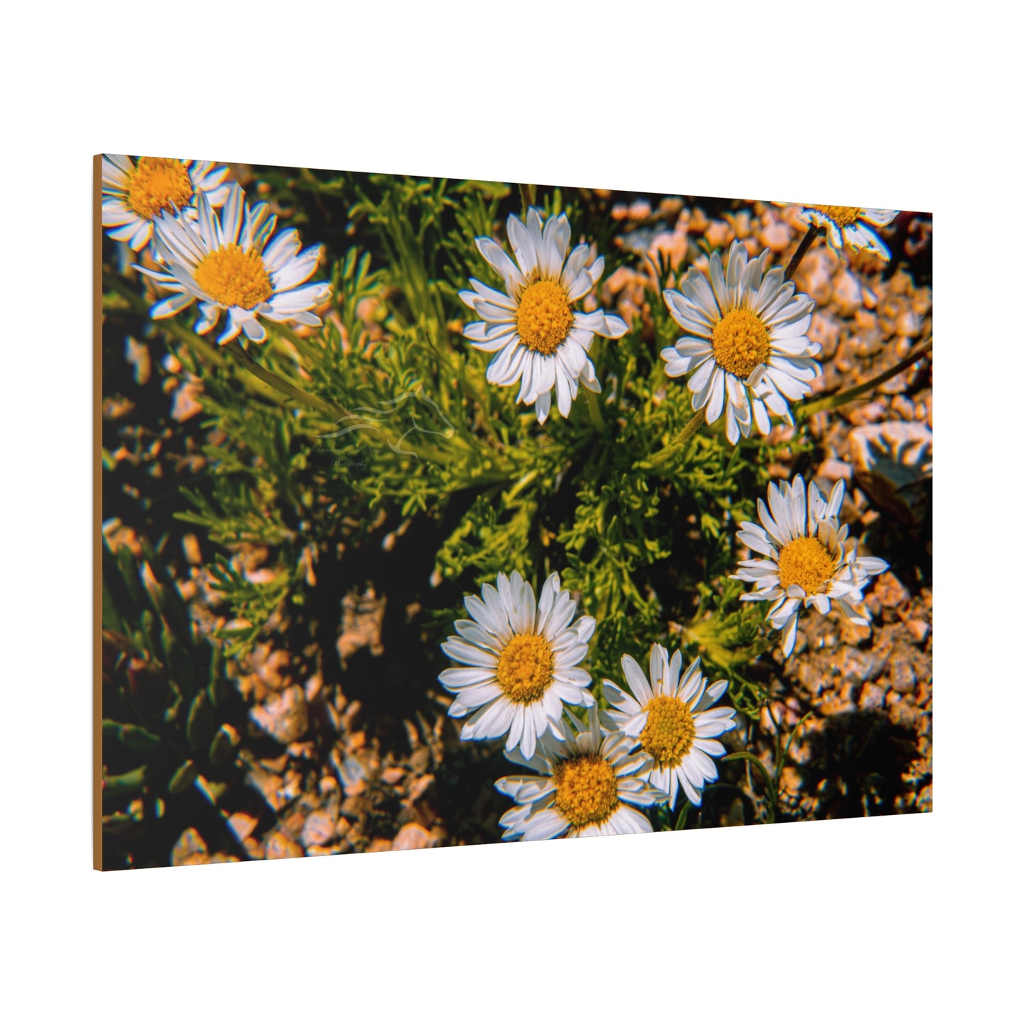 Wild Daisy Canvas