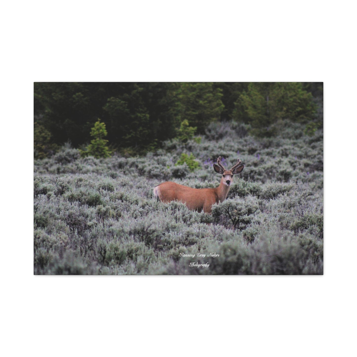 Wyoming Deer Matte Canvas, Stretched, 1.25"