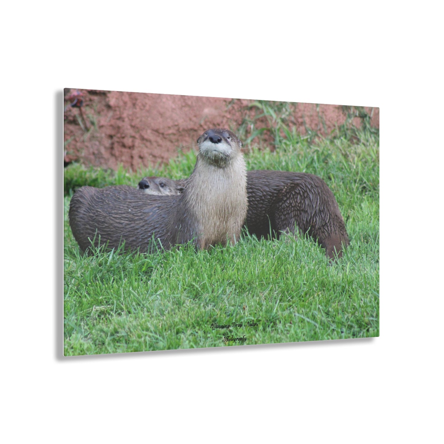 Otters Acrylic Prints