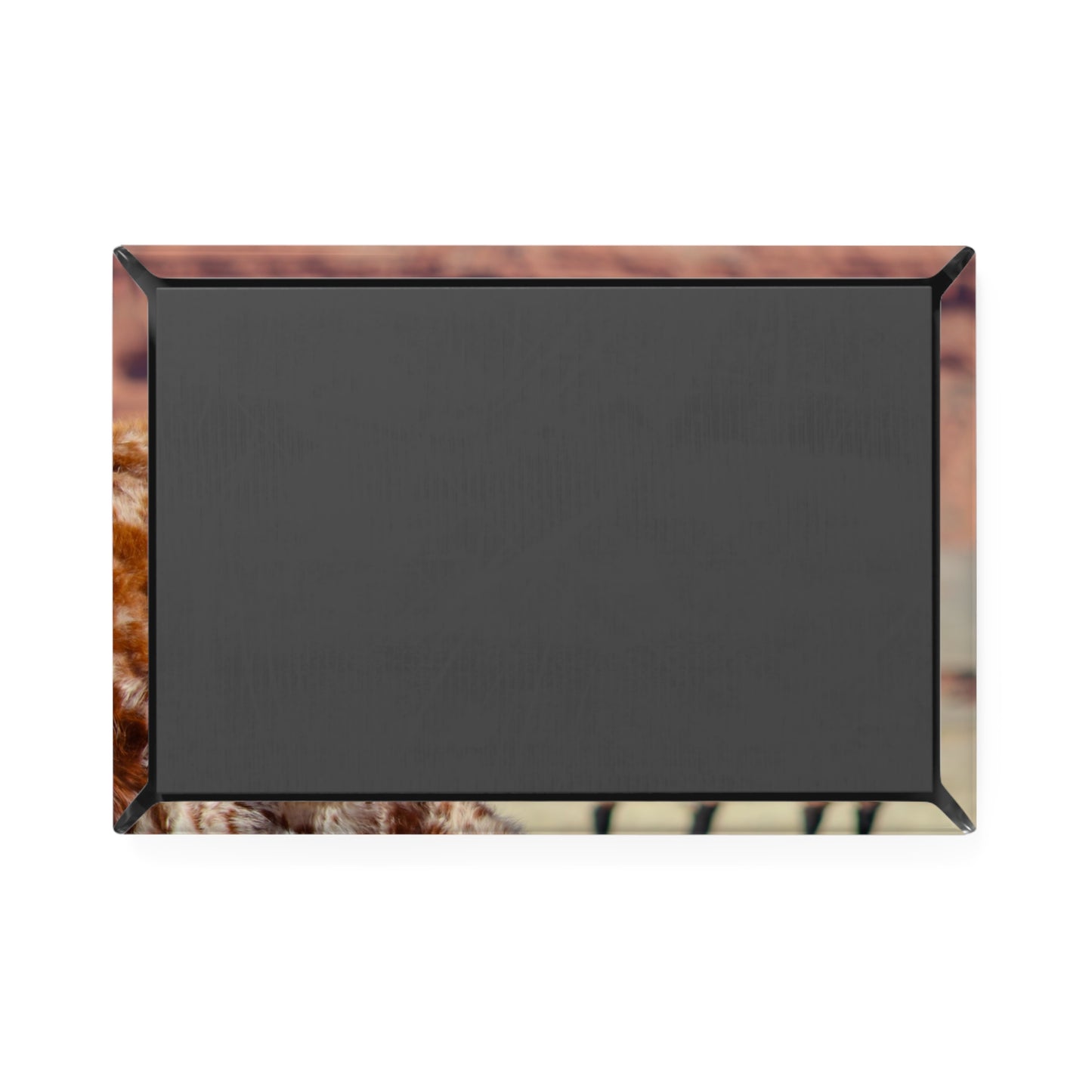 Mismatch Longhorn Magnet