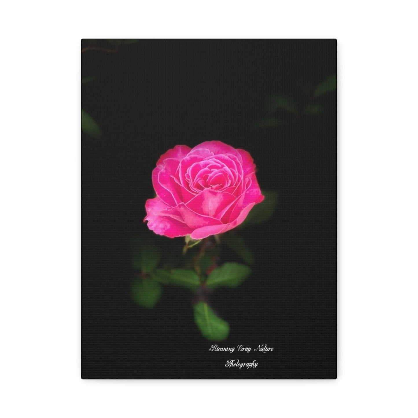 A Pink Peace Rose Matte Canvas, Stretched, 1.25"