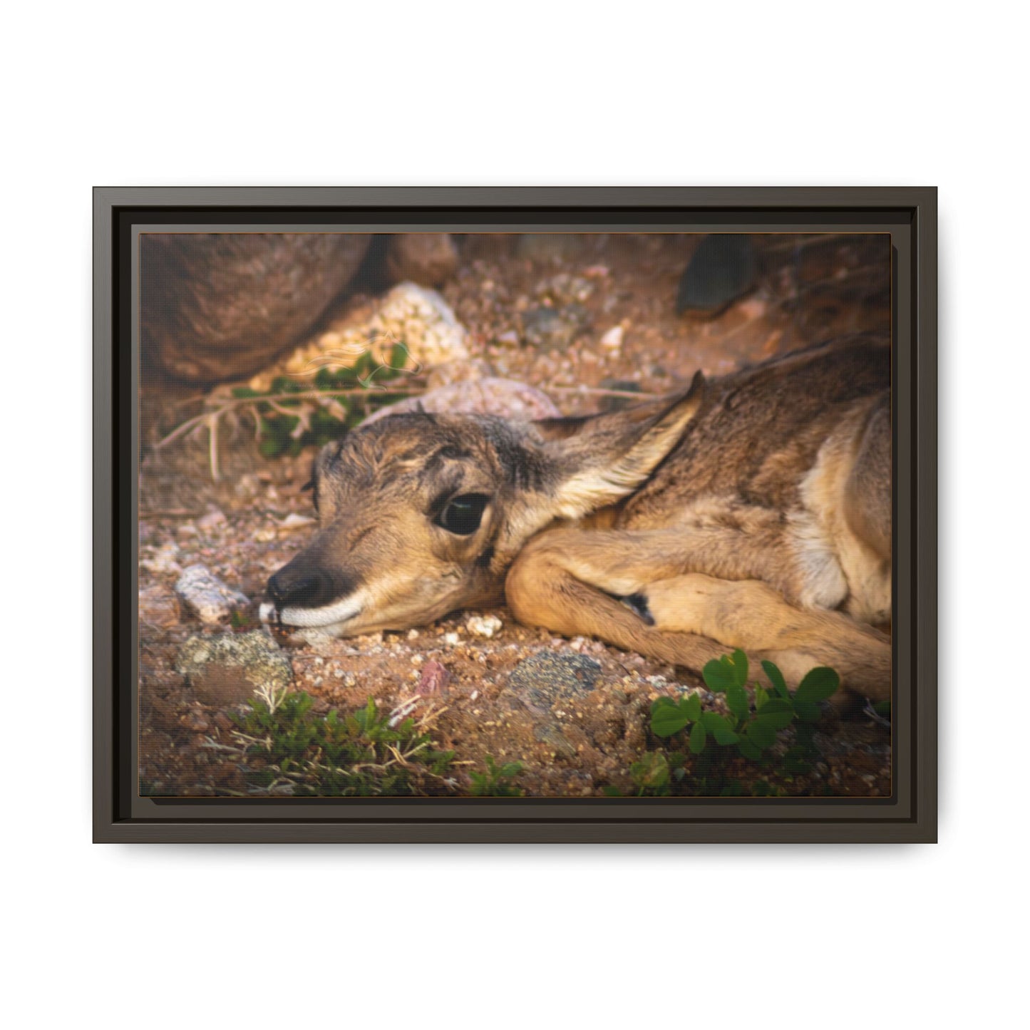Baby Antelope Framed Canvas