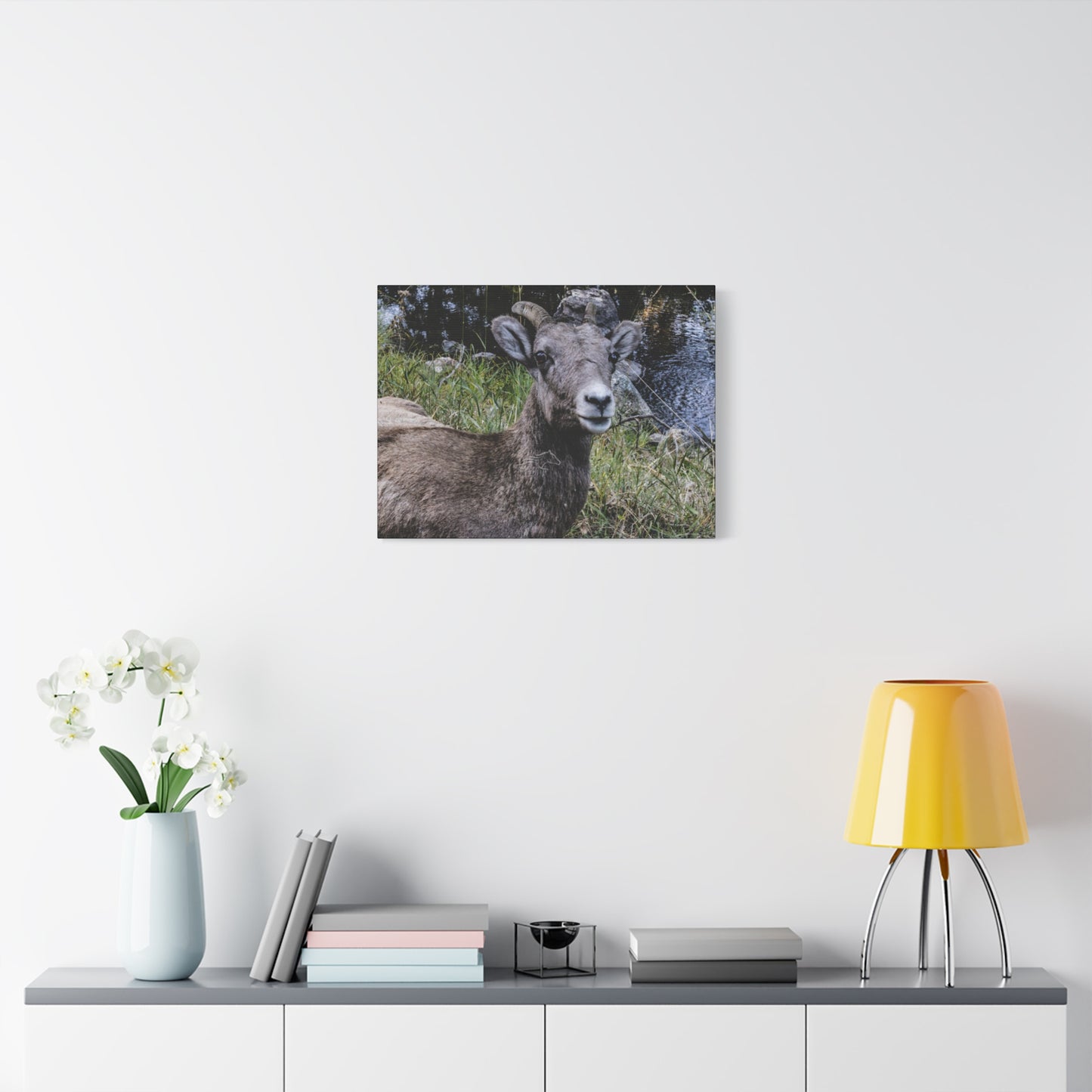 Big Horn Sheep Canvas